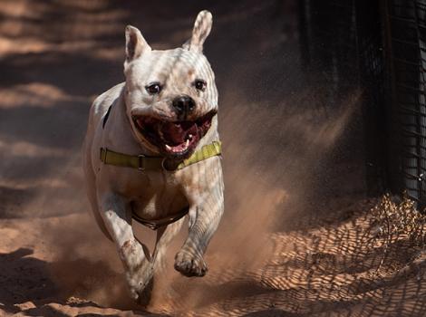 Pit-bull-party-animal-CalvinRunning4570MW.jpg