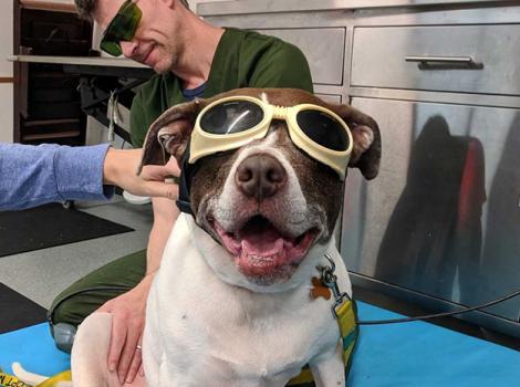 Senior-dog-adoption-Suki-glasses.jpg
