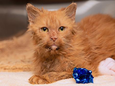 Senior-foster-cat-Peaches-5284LF.jpg