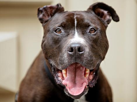 Senior-pit-bull-adoption-Apollo_0596_rs.jpg
