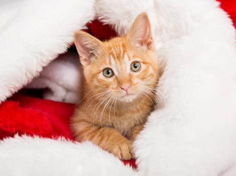 Shelter-pet-holiday-gifts-TacoHoliday8381sak.jpg