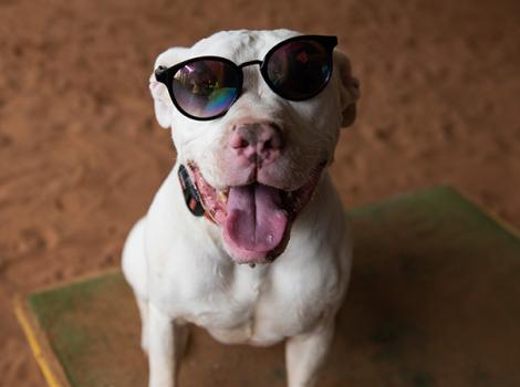 Teach-dog-sign-language-Ludwig-Sunglasses-7120MW.jpg