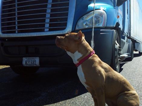 Truck-driver-dog-adoption-Bella-courtesy-of-Brian-Sides-2-.jpg