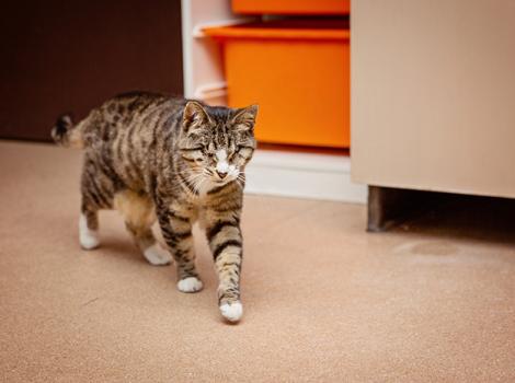 Blind-cat-adoption-Drew-Schott-Tootsie-19-courtesy-of-Best-Friends-Staff.jpg