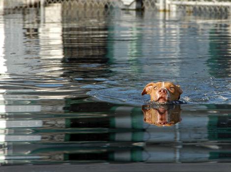 Blog-HurricaneKatrinaDogSwimsToBoat9101Hi-TS_1.jpg