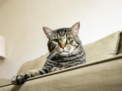 Cat-adoption-Drew-Schott-Rambo-2-courtesy-of-Rachel-Waters.jpg