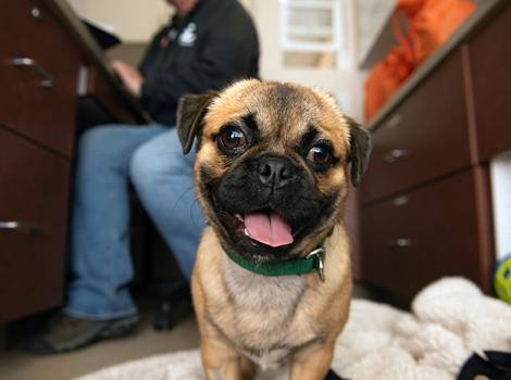 Cute-pug-adoption-SalvadorDogi1568MW.jpg