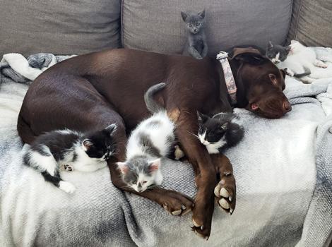 Dog-fosters-kittens-Penny-with-kittens-4-courtesy-of-BF-staff.jpg