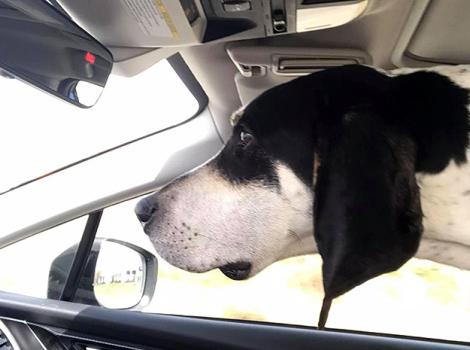 Hound-dog-adoption-Comet-in-car-courtesy-Mike-Foster.jpg