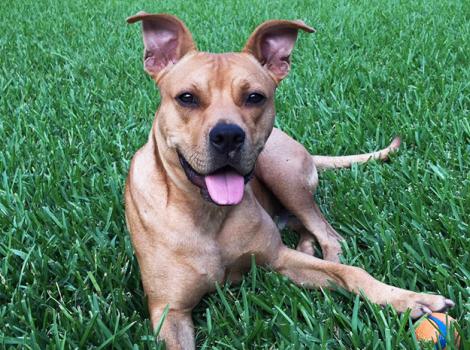 Houston-dog-adoption-Samwell-11-courtesy-James-Ehmer.jpg