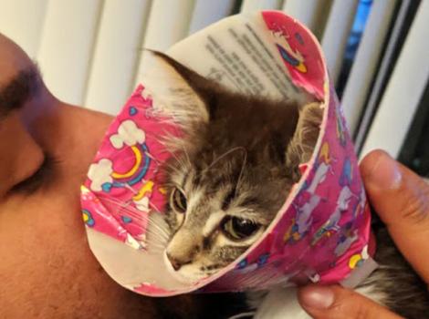 Injured-kitten-adopted-Tati-Courtesy-of-Megan-McCloud8-main.jpg