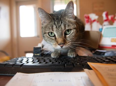 Keyboard-cat-Svetlana-1366MW.jpg