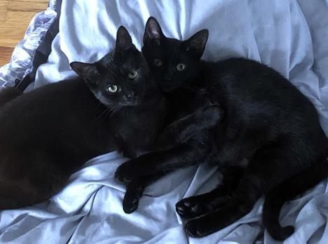 Kitten-adoption-pair.jpg