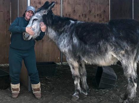 Mini-horse-donkey-adoption-Maisy-and-Sherrie-courtesy-Sherrie-Dock.jpg