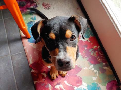 Puppy-adoption-Felix-Courtesy-of-Grace-Taupo-(2).jpg