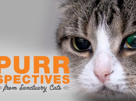 Purrspective-200429-SanctuaryCatsVideoThumbnails-dpEmber-header.jpg