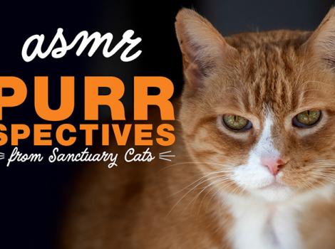 Purrspectives-200429-SanctuaryCatsVideoThumbnails-dpArancia-header.jpg