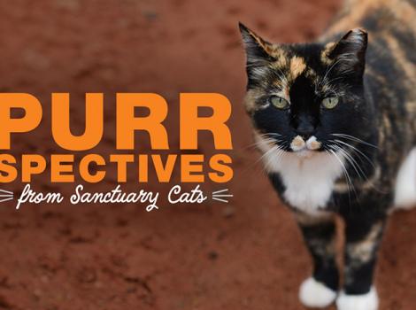 Purrspectives-200429-SanctuaryCatsVideoThumbnails-dpMeow-header.jpg