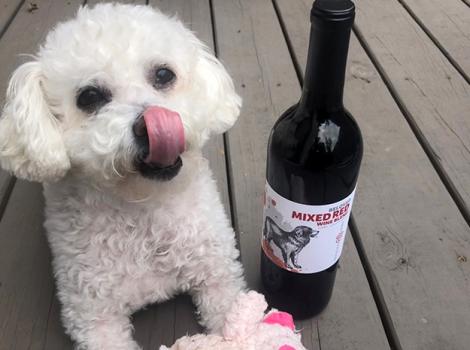 Rescue-Dog-Wine-recipe-Fluffy-dog-with-Rescue-Dog-Wine-by-Nichole-Dandrea.jpg