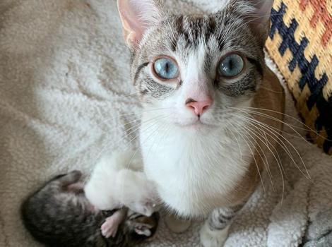 Ringworm-cat-adoption-Moana-and-kittens-by-Holly-Brookhauser.jpg