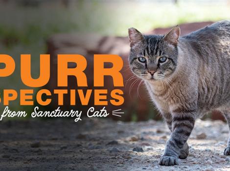 Sanctuary-cat-200429-SanctuaryCatsVideoThumbnails-dp-leopold2.jpg