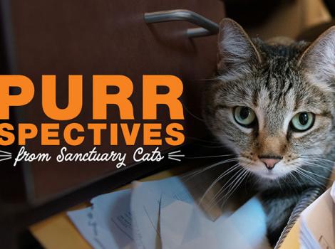 Sanctuary-cat-200429-SanctuaryCatsVideoThumbnails-dpSvetlana-header.jpg