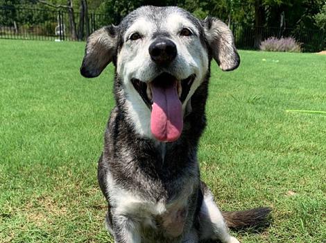 Senior-dog-Jack-Golden-Whiskers-foster-w-leg-amputation-5-courtesy-Holly-Brookhauser.jpg