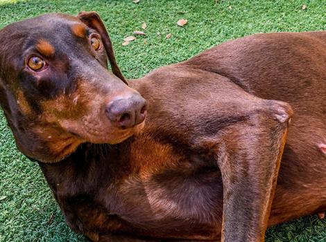 Shy-doberman-adoption-Sandy-Cheeks-by-Todd-Roisman-4.jpg