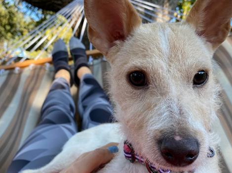Terrier-broken-femur-Trudy-1-courtesy-Carolina-Ochoa.jpg