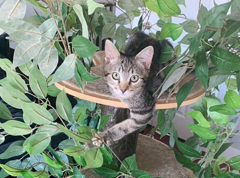 Three-legged-kitten-adoption-MaximusCourtesyofJeriBroadhead.jpg