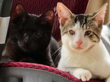 Blind-kitten-adoption-Cosmo-Wanda-courtesy-of-Luiza-Helena-Santo-Nunez-5.jpg