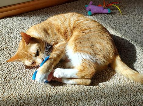 Cat-adoption-Newton-toys-courtesy-Catherine-Smith-Gaines.jpg