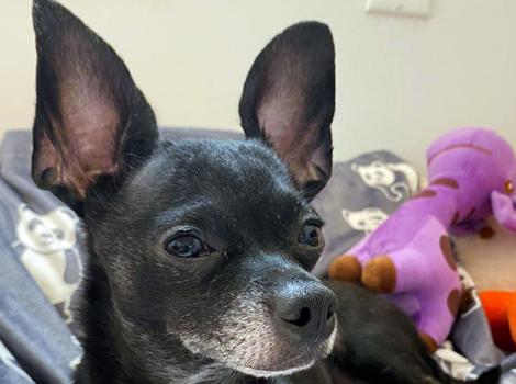 Chihuahua-adoption-Chucky1-courtesy-of-staff.jpg