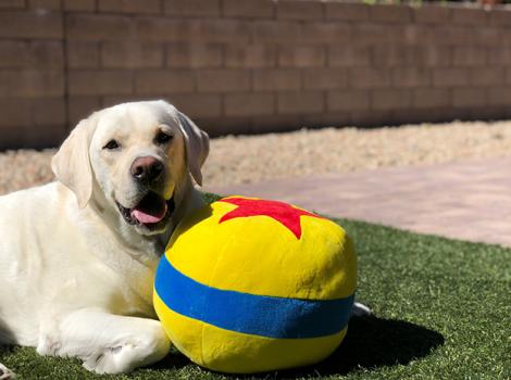 Dog-adoption-Charlie-Pixar-ball-courtesy-Whitney-Wilger.jpg