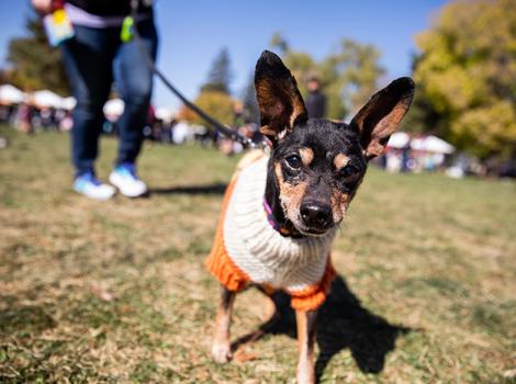 Dog-adoption-GummyJoe2019SLCStrut9705sak.jpg