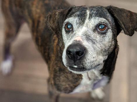 Dog-adoption-Megan-McCloud-BFAS_SLC-Hubie-web-bio-photo.jpg