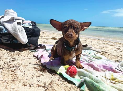 Dog-adoption-Molly-Brown-beach-courtesy-Catherine-Wilson.jpg