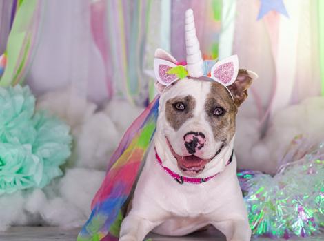 Foster-Unicorn-dog_courtesy-Gateway-Pet-Guardians.jpg