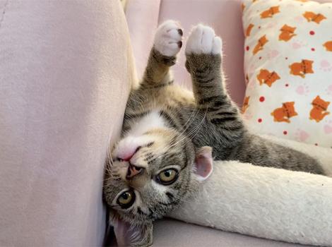 Kitten-Catlin-upside-down-sized.jpg