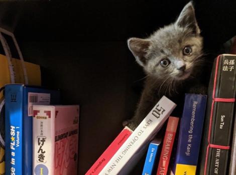 Kitten-adoption-ShinjiCourtesyofSharaLopossa1.jpg