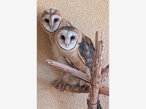 Owls-1.jpg