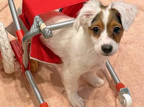 Puppy-ChipperWheelchairNYC_BECC-A-1458-2.jpg