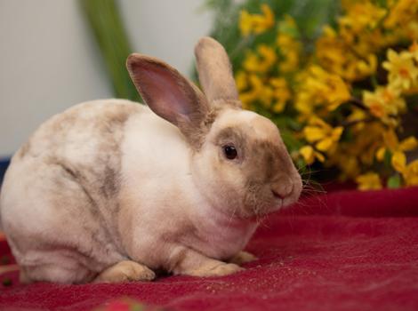 Rabbit-facts-Ollie2106MW.jpg