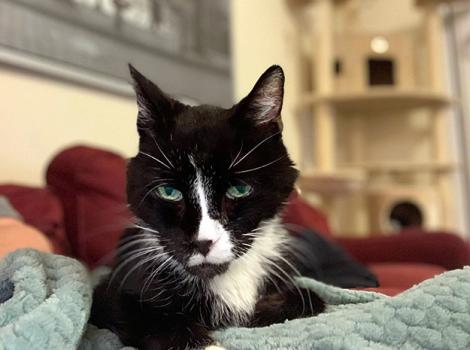 Senior-cat-adoption-Mr-Meows-2-courtesy-of-Emily-Sahsah.jpg