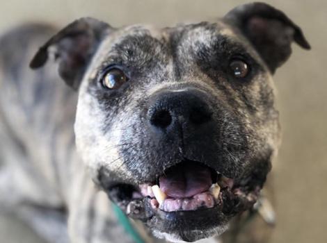 Senior-dog-adoption-Gemma-SL4-BF-Staff.jpg