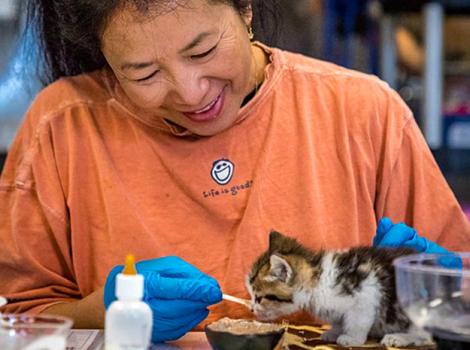 volunteer-kitten-feeding-courtesy-Sophia-Lim.jpg
