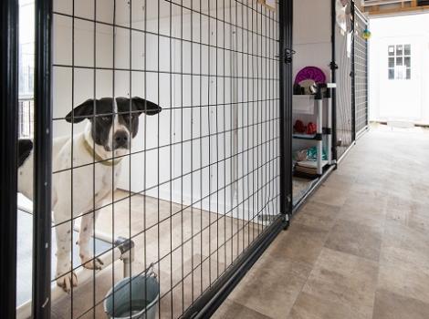 Black and white dog staring out of kennel