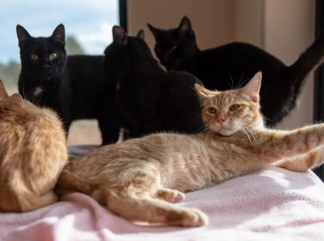 Three black cats and two orange cats lying on pink blanket