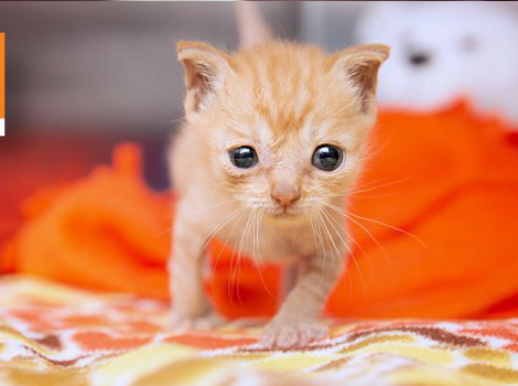newborn orange kitten