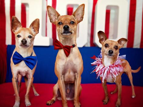 Three dogs dressed up for the Fourth fo July